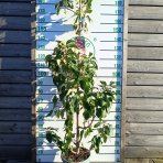 Stĺpovitá jabloň (Malus ballerina) ´MAYPOLE´- jesenná, výška 200-220 cm, kont. C15L